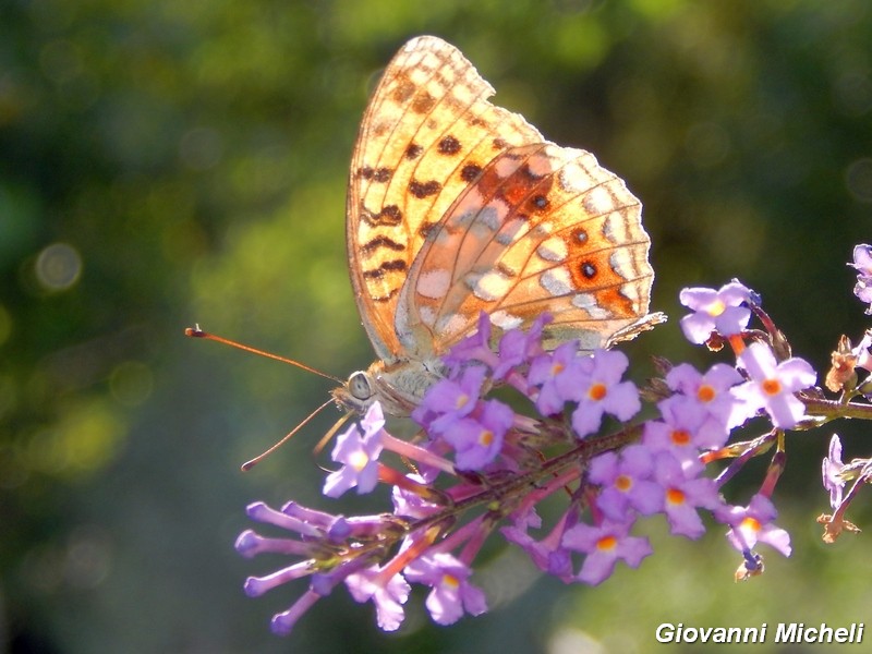 Parco del Ticino: Argynnis adippe